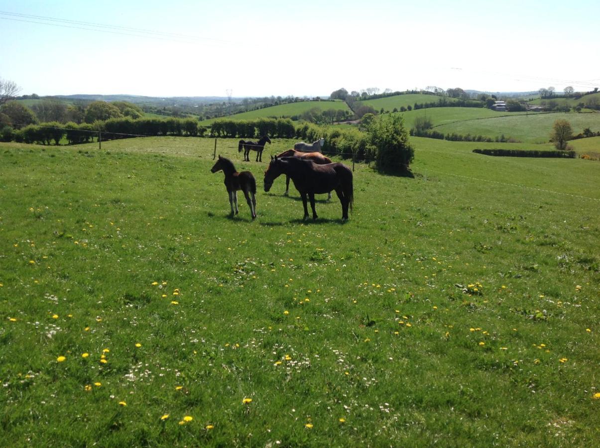 The Rock Equestrian Farm B&B Bailieborough Esterno foto